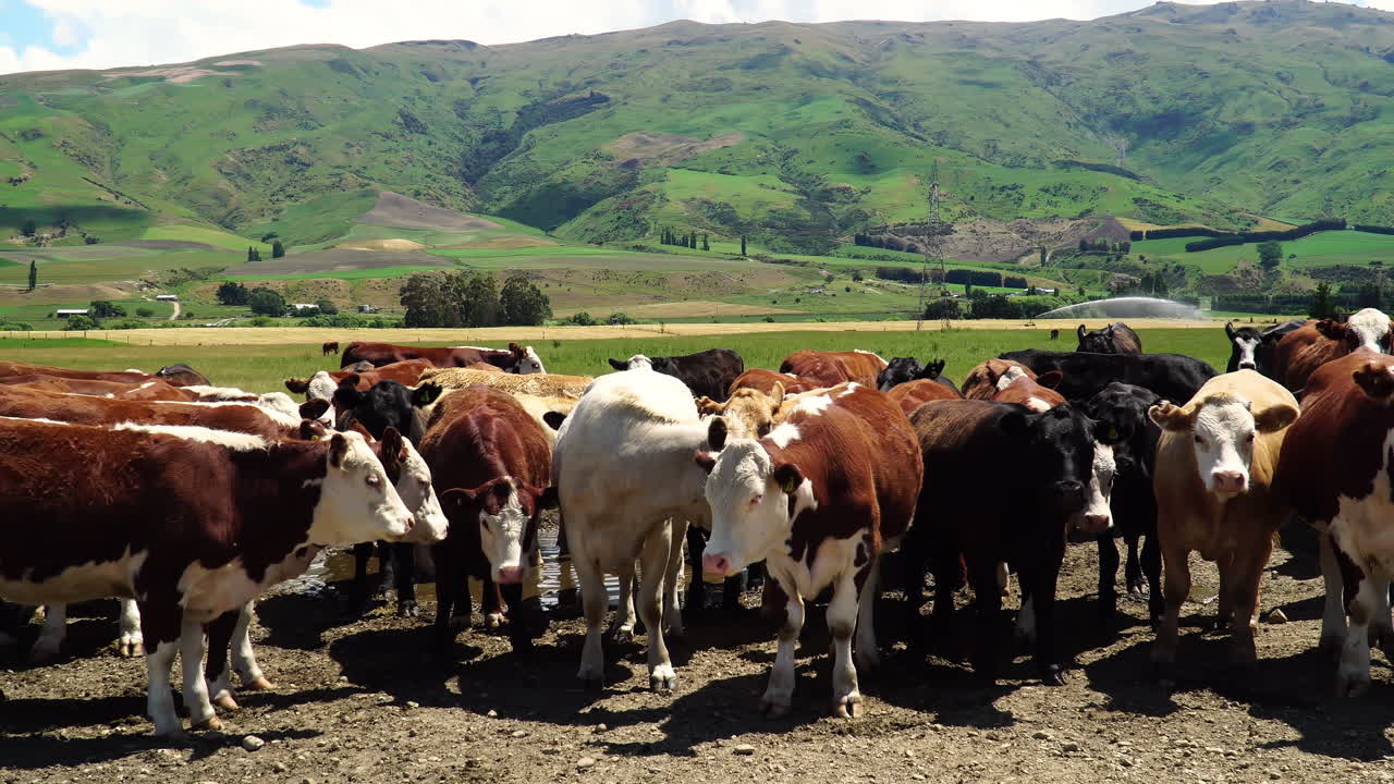 Rebaño de vacas de colores en un majestuoso paisaje de Nueva Zelanda, con paneo a la derecha