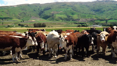 rebaño de vacas coloridas en el majestuoso paisaje de nueva zelanda, pan a la derecha