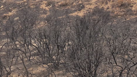 burnt and dry landscape full of bushes and bare trees