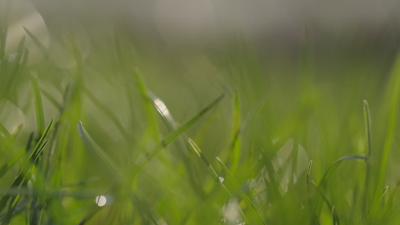 primer plano de la hierba