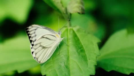 Mariposa-Blanca-Encaramada-En-Hojas-En-El-Bosque-Salvaje-1