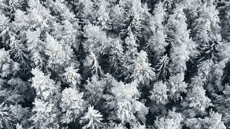 Luftaufnahme-Des-Verschneiten-Bergwaldes-Der-Wintersaison,-Atemberaubende-Naturlandschaft,-Gefrorener-Wald-Und-Dunkler-Gebirgsfluss