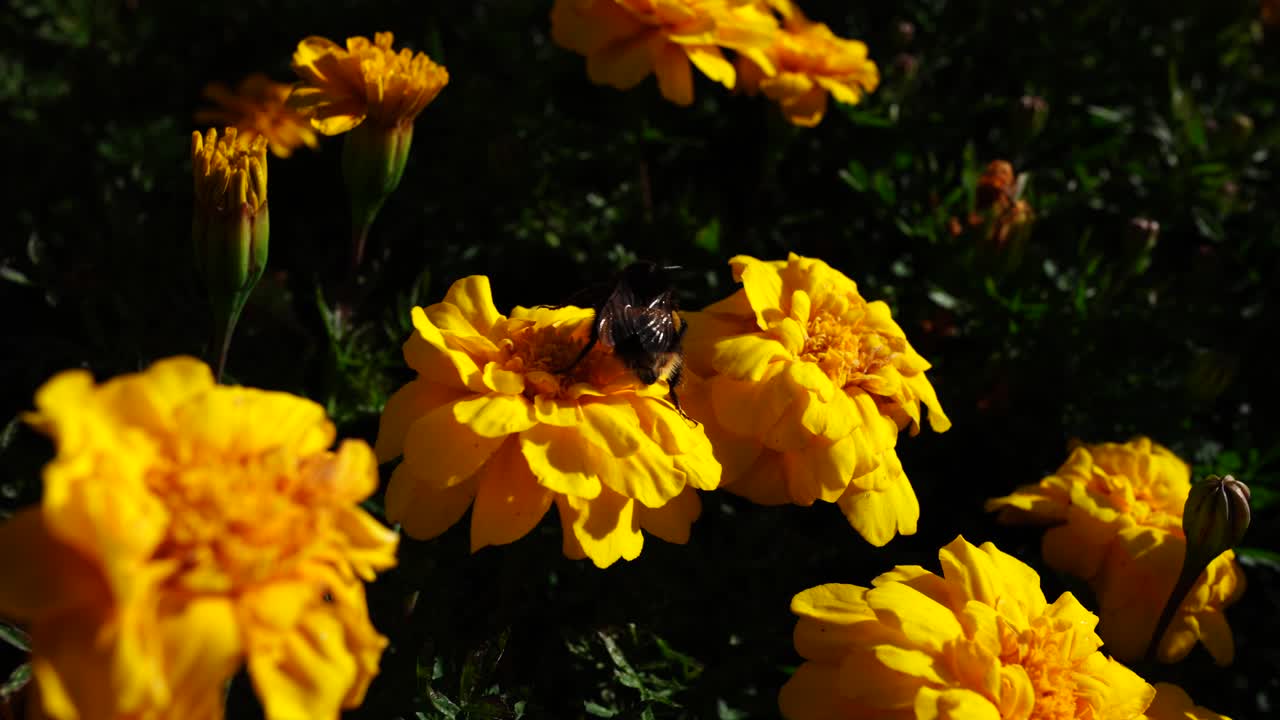 Fiori di calendula da giardino con ape che raccoglie il nettare, vista ravvicinata, Albert Park Auckland Nuova Zelanda, impollinazione naturale tra vivaci fioriture gialle in un parco soleggiato.
