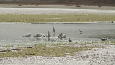 Wide-shot-of-a-group-of-pelicans-and-other-birds-feeding-in-Bodega-Bay,-California