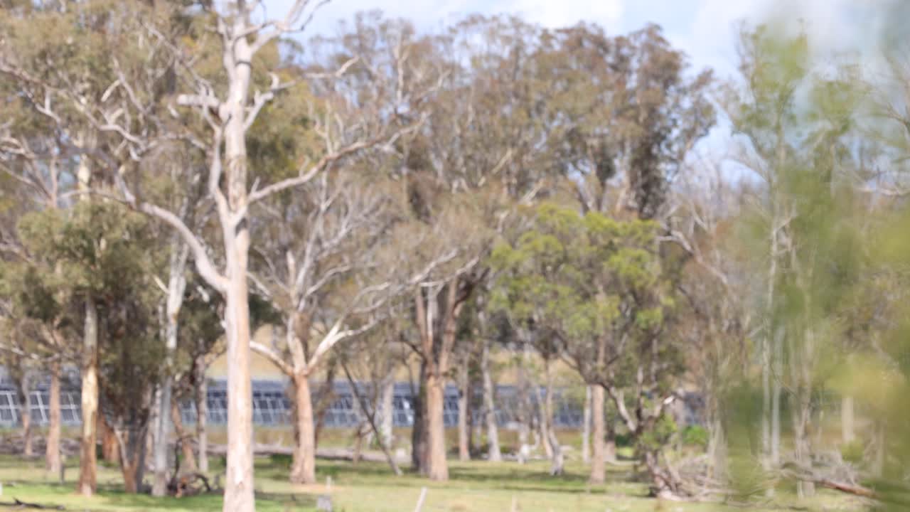 꽃이 피는 나무가 있는 공원을 가로질러 카메라를 습니다.