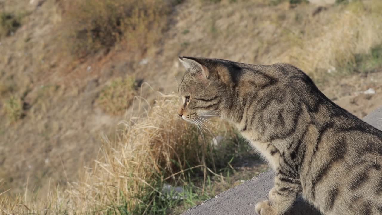 un gato de la vista trasera caminando en un campo
