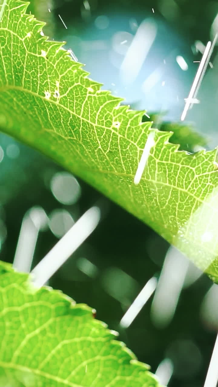 green leaves of plants are saturating with water in the summer in the garden. Drops of water are falling on the leaves of trees. Irrigation of plants. Slow motion Vertical video