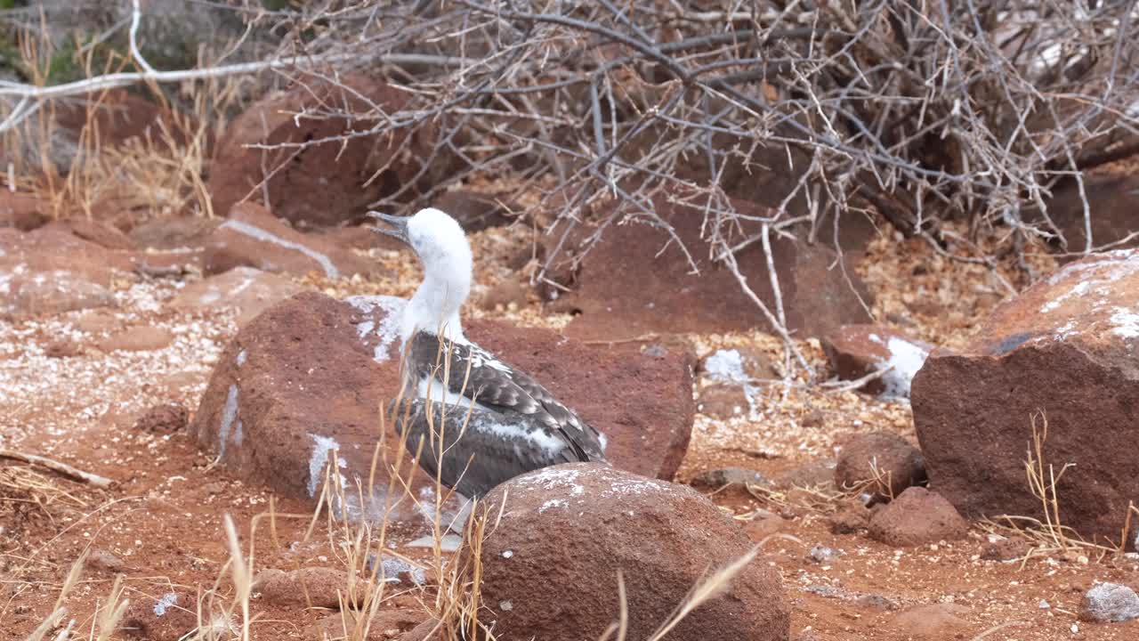 piquero de patas azules juvenil limpiando sus plumas en punta pitt, san cristobal, galapagos, ecuador