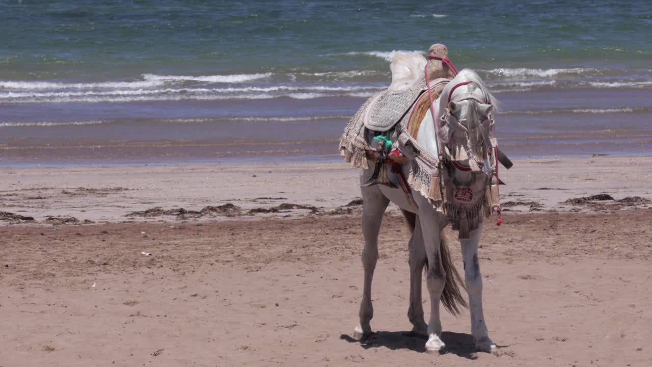 Horse along the Moroccan coastline, the sun casting a warm glow on the oriental saddle, as it stands on the sandy beach