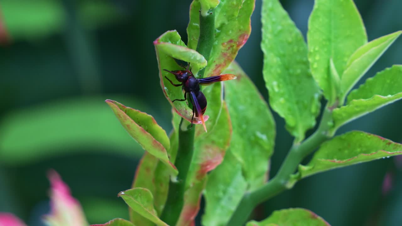 fotografía de cerca de una avispa alfarera, rhynchium haemorrhoidale volando alrededor de la planta verde