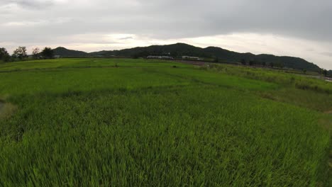 Drone-flying-low-over-green-grass-on-rural-farmland-in-rural-Thailand