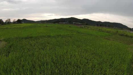 drone flying low over green grass on rural farmland in rural thailand