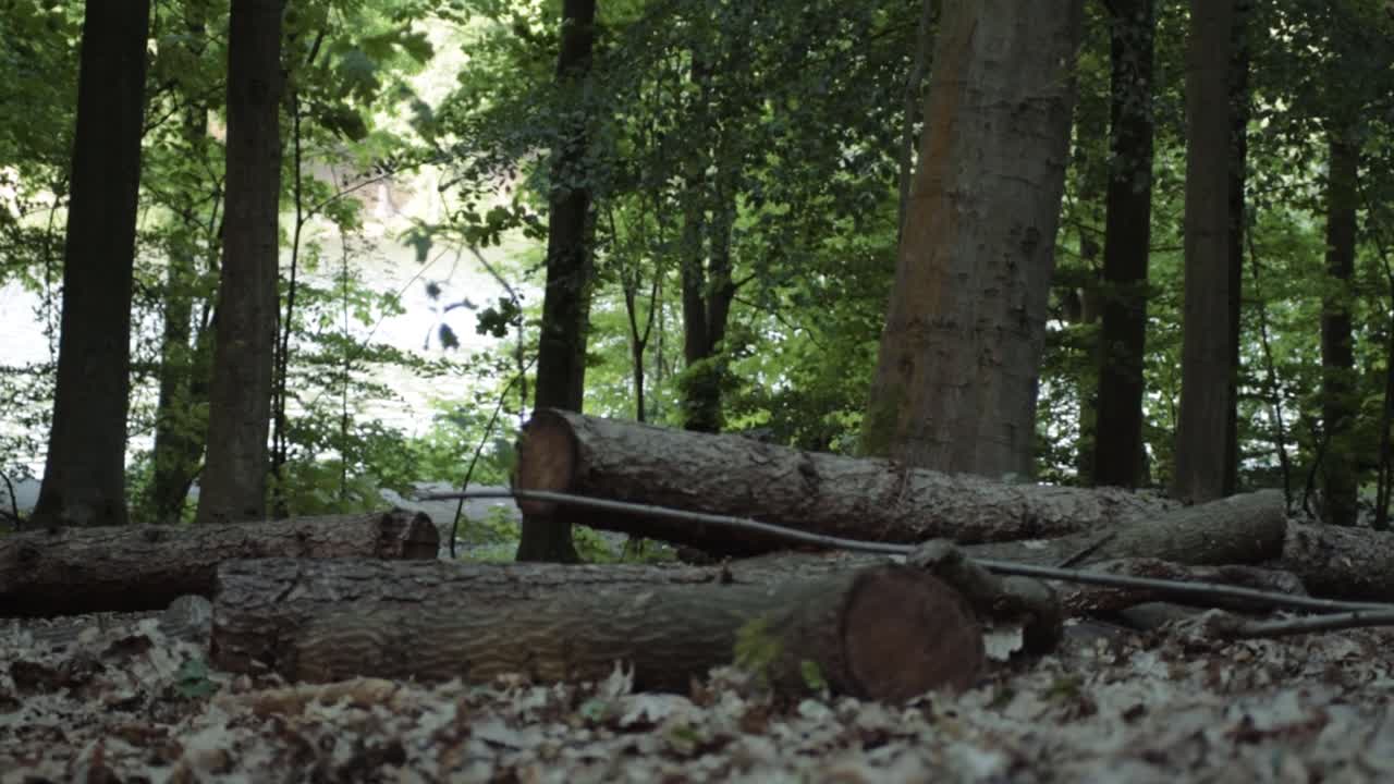 Wooden timber logs in forest with lake in background panning shot