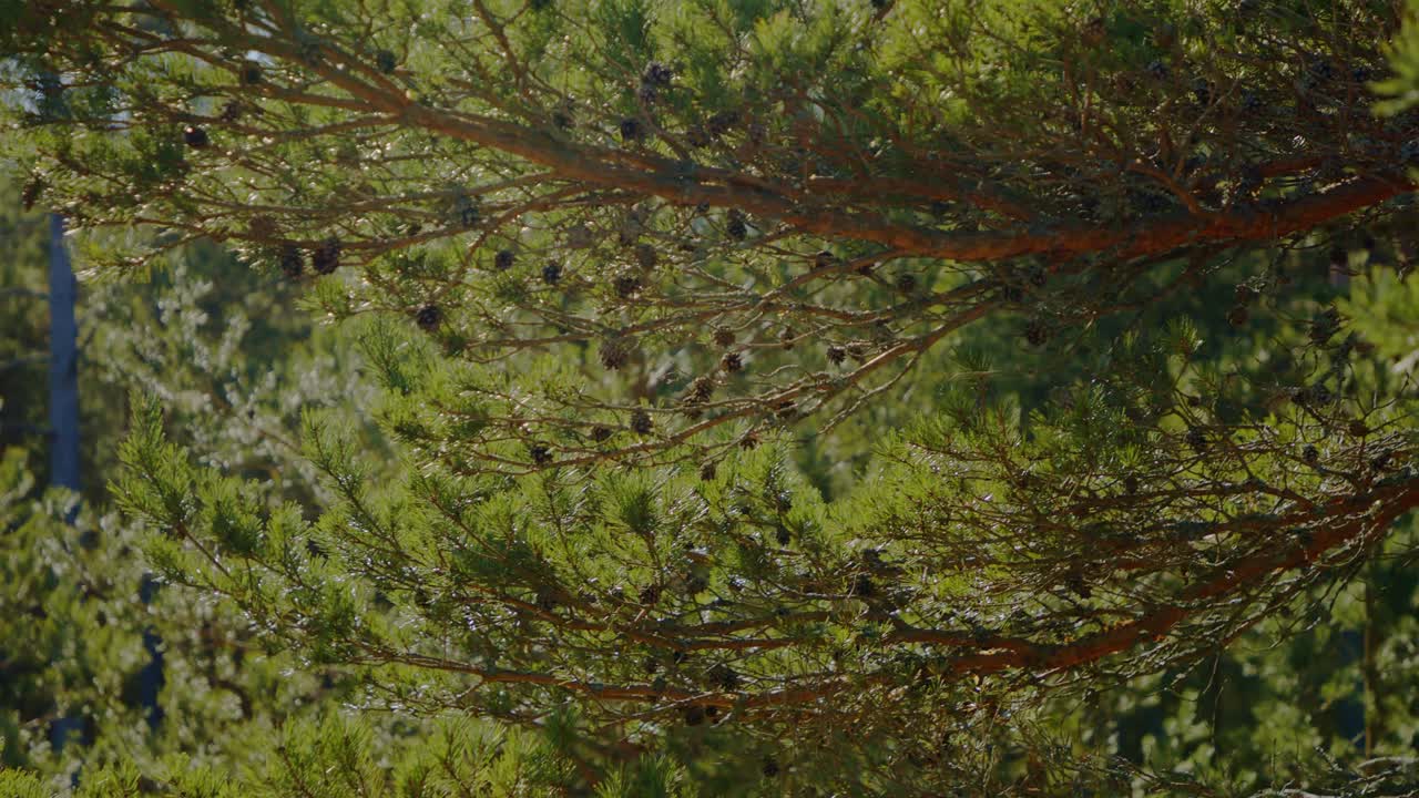 ramas de pinos verdes y exuberantes adornadas con abundantes conos de pino