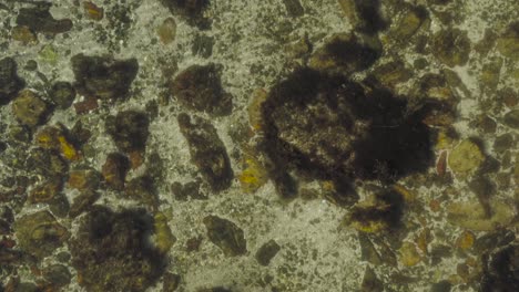 ripples distort the algae covered rocks on the bottom of a crystal clear tide pool aerial top down