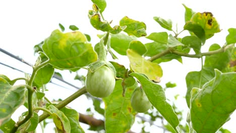 dolly slider raw eggplant ball on the plant in nature farm fresh vegetable for good health