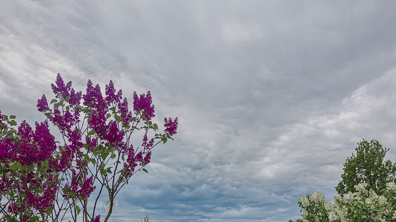 un hermoso lapso de tiempo de nubes blancas en movimiento sobre los árboles