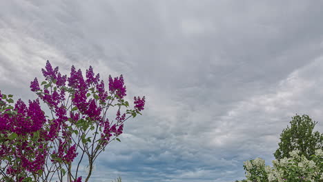 Un-Hermoso-Lapso-De-Tiempo-De-Nubes-Blancas-En-Movimiento-Sobre-Los-árboles