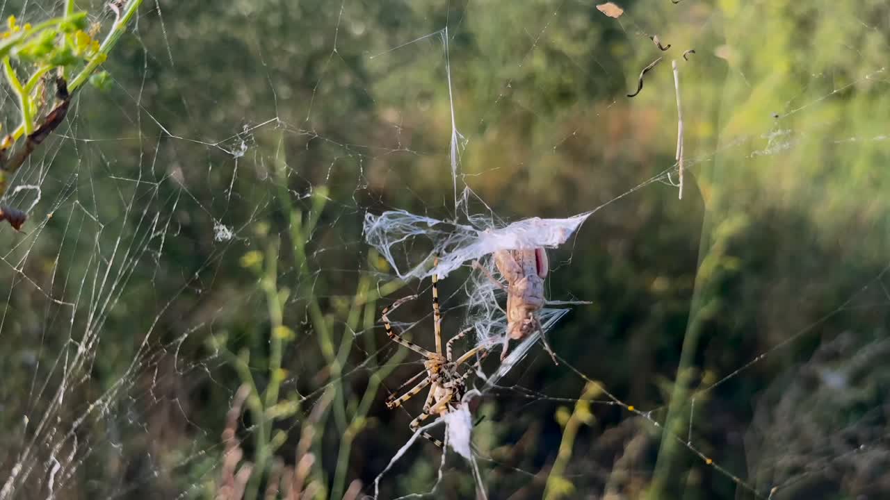 Close-up view of the lethal attack of a Tiger Spider to a defenseless grasshoper trapped in ots silk web. Golden hour light in a Mediterranean landscape. Slow motion shot, handheld camera