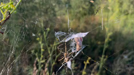 close-up view of the lethal attack of a tiger spider to a defenseless grasshoper trapped in ots silk web. golden hour light in a mediterranean landscape. slow motion shot, handheld camera
