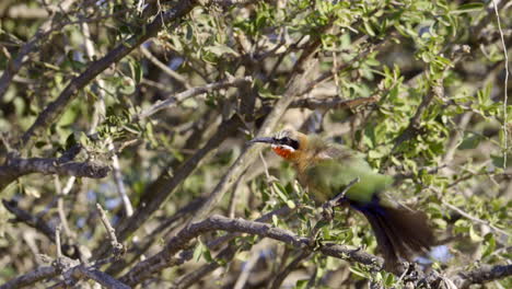 White-fronted-bee-eater-preening-feathers-while-perched-in-a-shrub