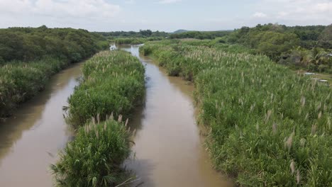 Tall-reed-plants-growing-along-the-shore-line-of-a-tropical-river-in-Puntarenas,-Costa-Rica