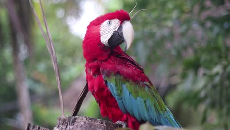 a lone magnificent tricolor green-winged macaw perched on a tree trunk