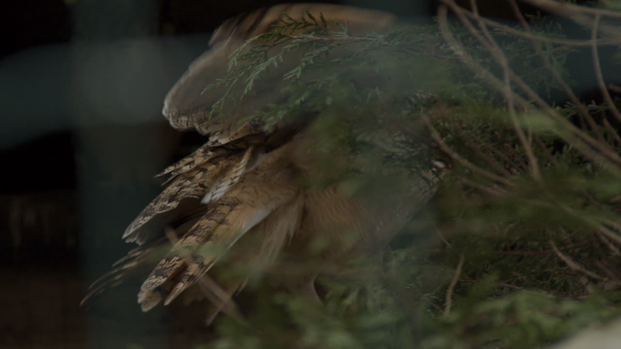 индийский филин прячется за ветвями и листвой