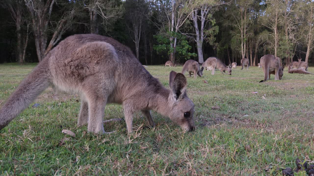 거루 들 이 자연적 인 환경 에서 평화롭게 먹이 를 먹고 있다