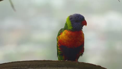 native australian lorikeets in tree