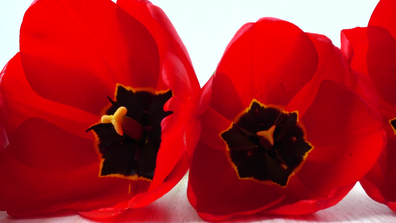 Snímání tulipánů zblízka.