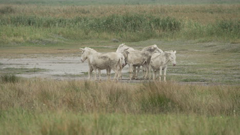 Close-up-of-a-group-of-White-Donkeys