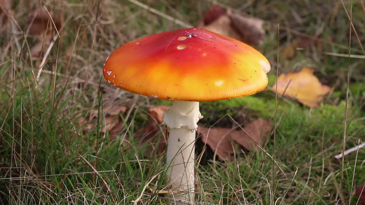 Fly Agaric Toadstool, Amanita muscaria, Autumn. England. UK