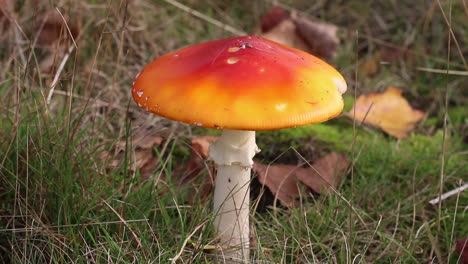 Fly-Agaric-Toadstool,-Amanita-muscaria,-Autumn.-England.-UK