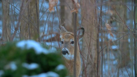 Hunting-Season-Deer-Winter-Snow-Cabellas-Ruger-Gun-4K