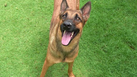 intelligent and energetic belgian shepherd, canis lupus familiaris, waiting for the instruction from the pet owner and sit down on the ground of grassy lawn, close up shot