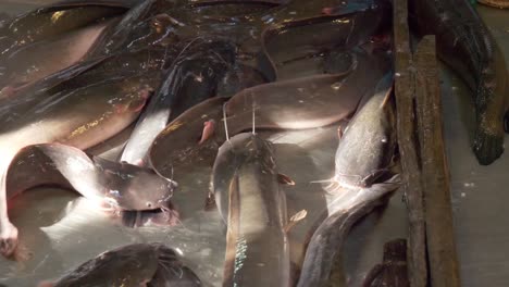 live cat fish swimming on counter in the sun at asian thailand fish market street for sale