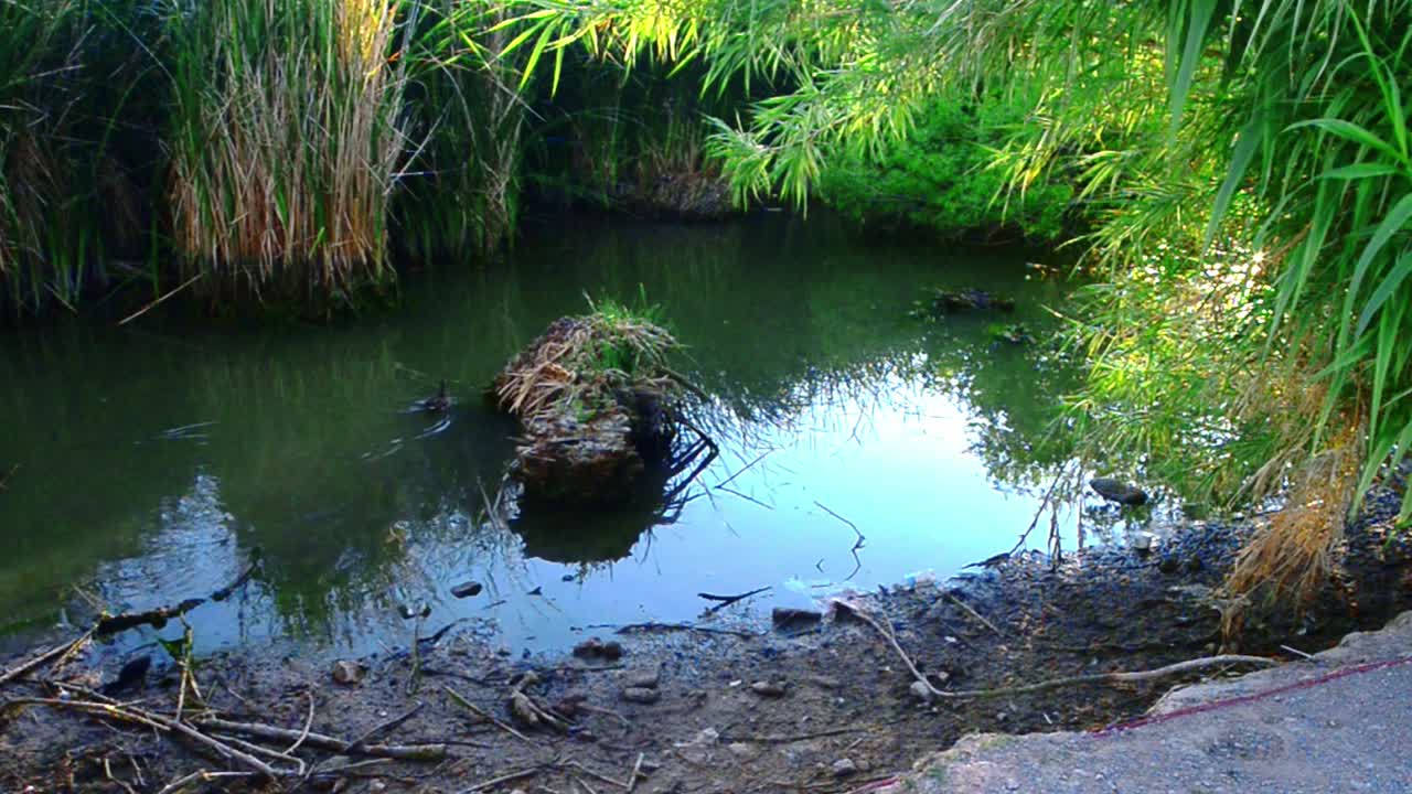 patos refrescándose a la sombra en el parque estatal floyd lamb en los suburbios de las vegas