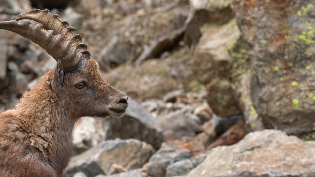 Nærbilde av en alpegeit som ser seg rundt på en steinete skråning i Entracque, Italia