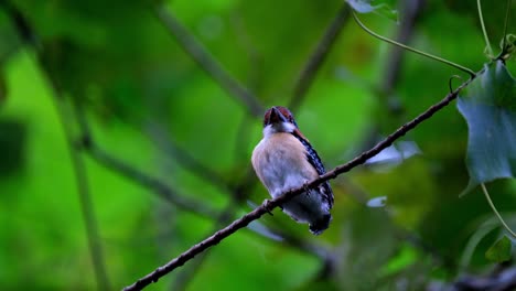 Ein-Flügge-Werdendes-Männchen,-Von-Unten-Gesehen,-Während-Es-Sich-Umschaut,-Gebänderter-Eisvogel-Lacedo-Pulchella,-Thailand