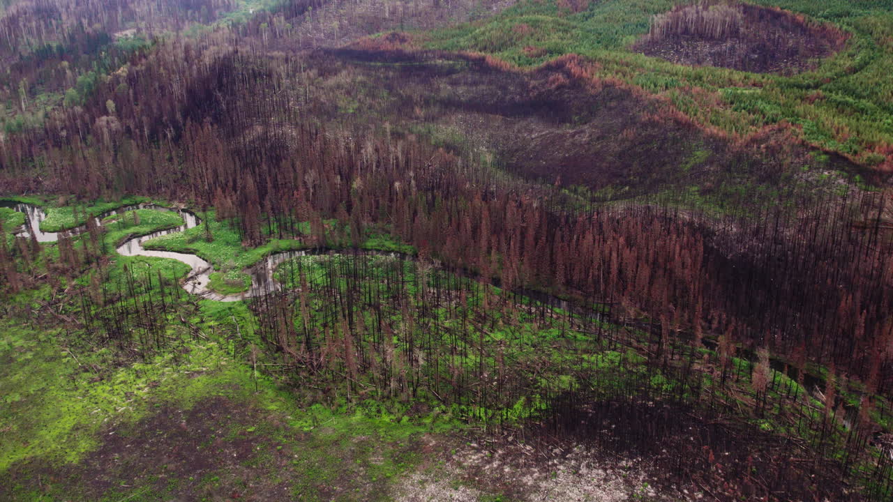 Green regrowth among burnt forest trees after wildfire, British Columbia