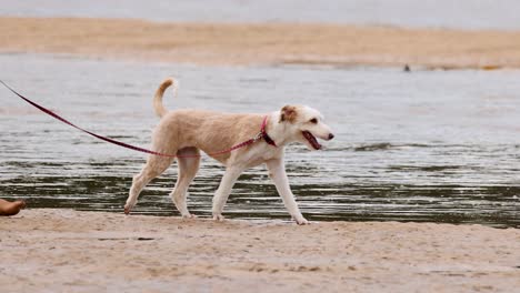 a poodle mix dog joyfully walks on a leash along a sandy beach, with calm water in the background