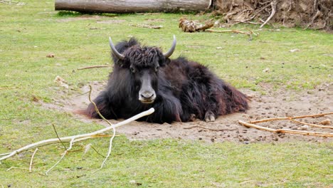 Domestic-Yak-Resting-On-The-Meadow---wide-shot