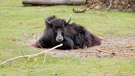 domestic yak resting on the meadow - wide shot