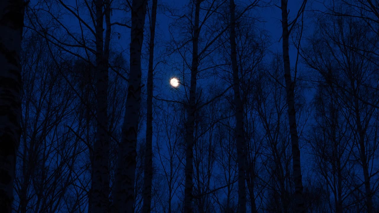 Full moon in birch forest