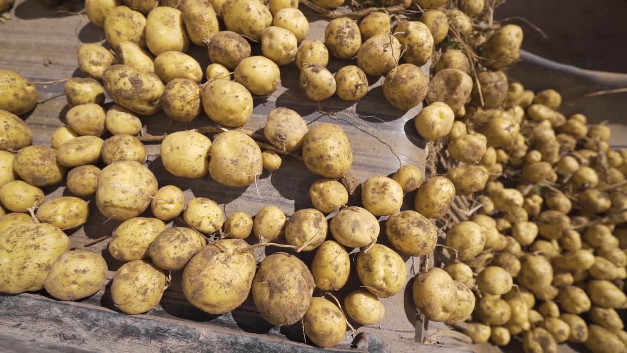 fábrica de patatas. en cámara lenta.