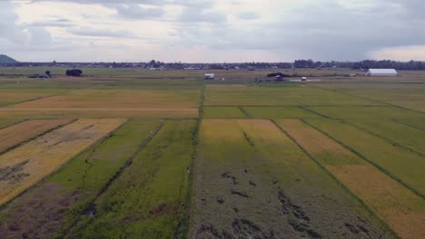 Toma-De-Drones-De-Una-Granja-De-Arroz-En-El-Campo