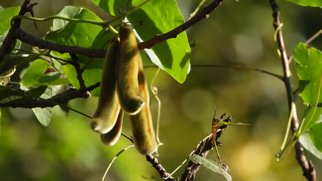 planta de mucuna pruriens en el bosque.