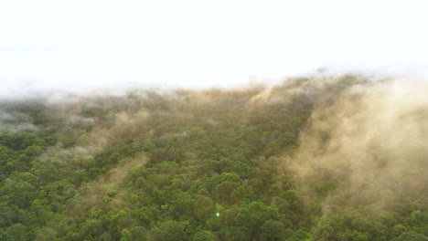 vista aérea del bosque lluvioso nublado