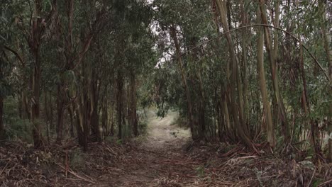 Wide-shot-of-pathway-through-the-woods-with-symmetry-and-leaves-on-the-ground